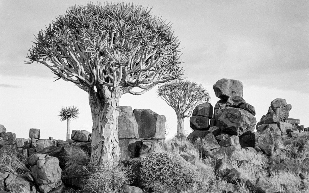 Welwitschia Mirabilis