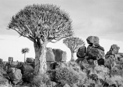 Welwitschia Mirabilis